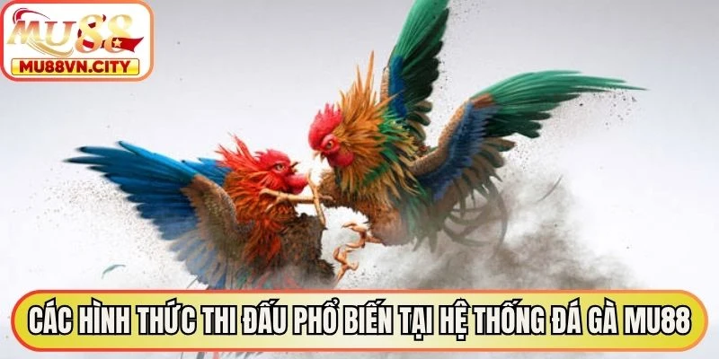Các hình thức thi đấu phổ biến tại hệ thống đá gà MU88