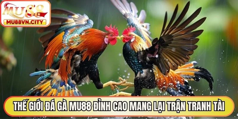 Thế giới đá gà MU88 đỉnh cao mang lại những trận tranh tài kịch tính